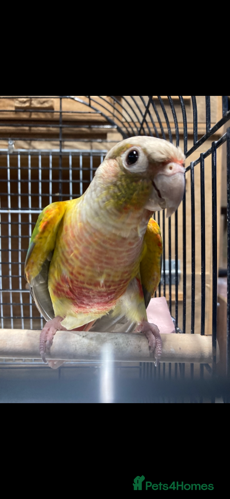 Conures birds Proven breeding pair of pine apple conures  - Advert 2