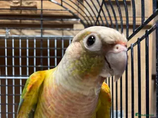 Conures birds Proven breeding pair of pine apple conures - Advert 2