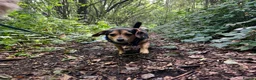 Mixed Breed dogs for sale: Dachshund cross and chihuahua  in Newcastle - Advert 4