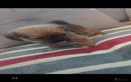 Shorkie dogs for sale: Shorkie puppies for sale - Image 5
