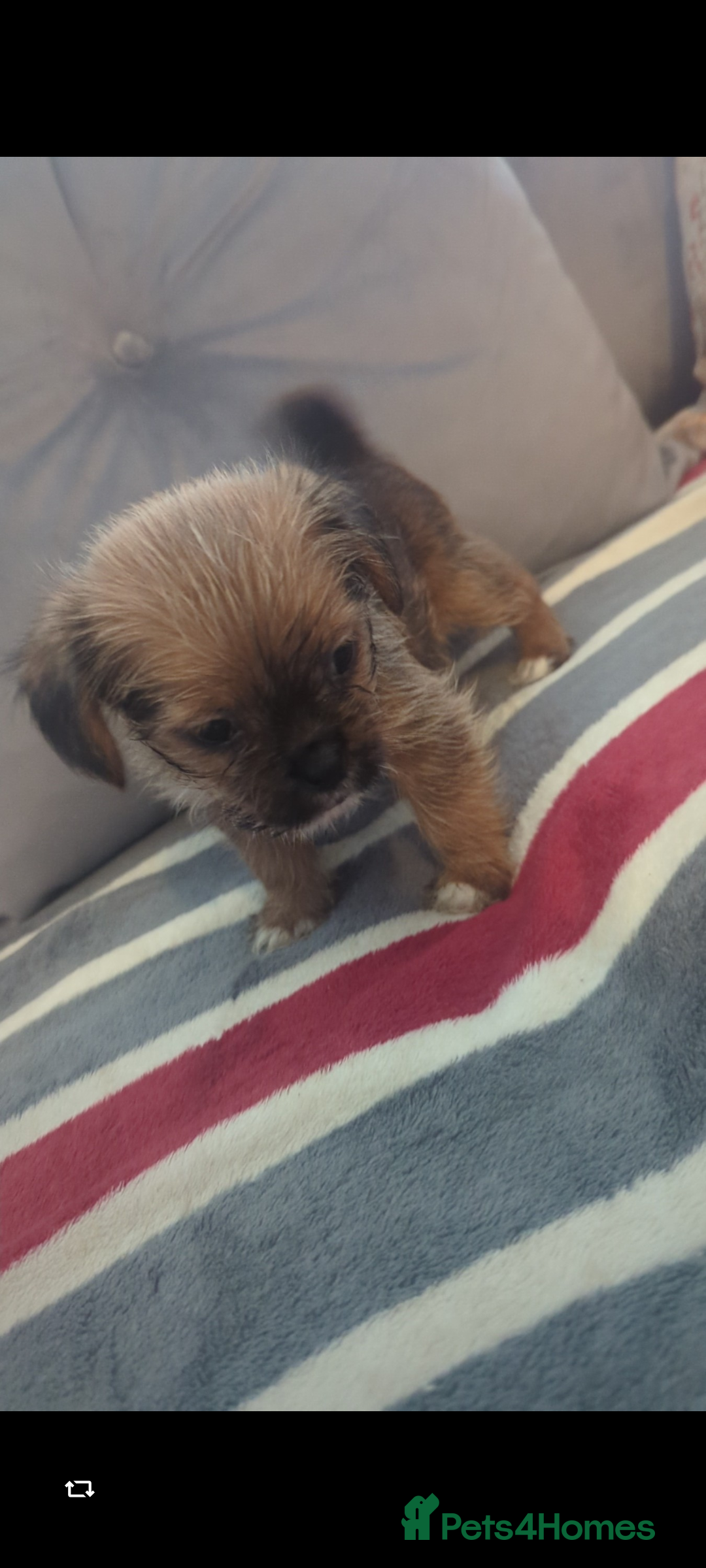 Shorkie dogs for sale: Shorkie puppies for sale - Image 5