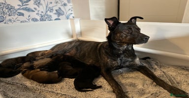 Mixed Breed dogs - Advert 11