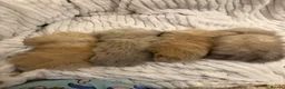 Mini Lion Lop rabbits for sale: Fluffy mini lion lop baby bunny rabbits  - Advert 10