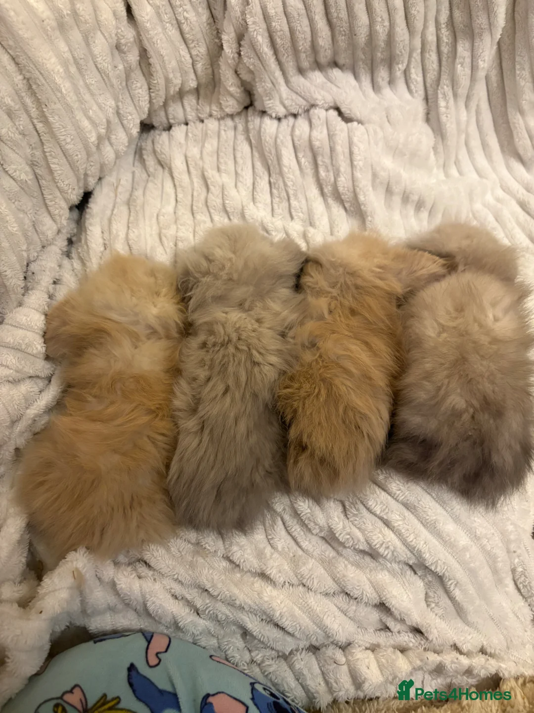 Mini Lion Lop rabbits for sale: Fluffy mini lion lop baby bunny rabbits  - Advert 10