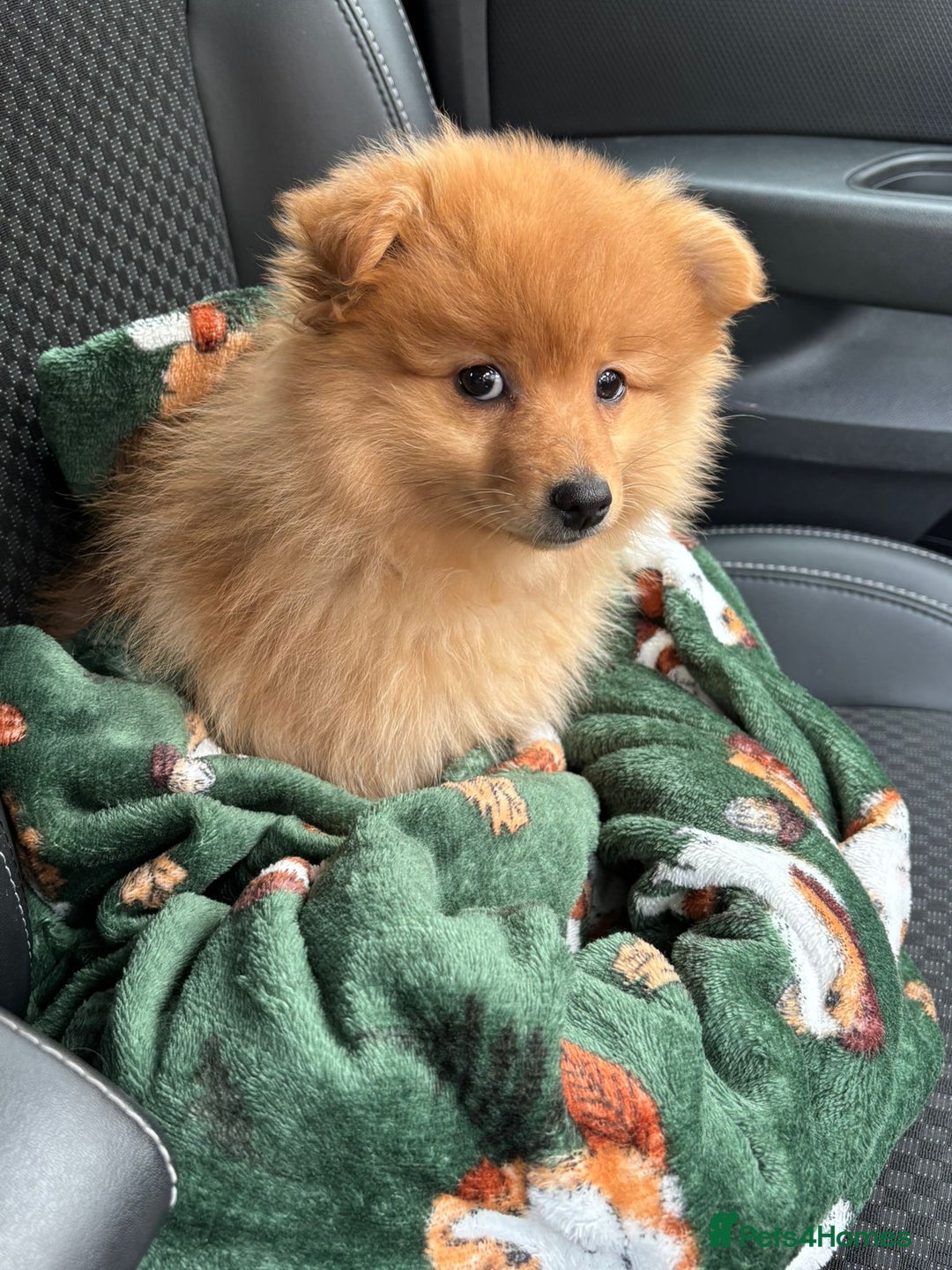 Pomeranian dogs for sale: Pomeranian puppy - Image 7