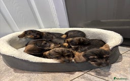 Miniature Dachshund dogs for sale: Wirehaired dachshund puppies - Image 1