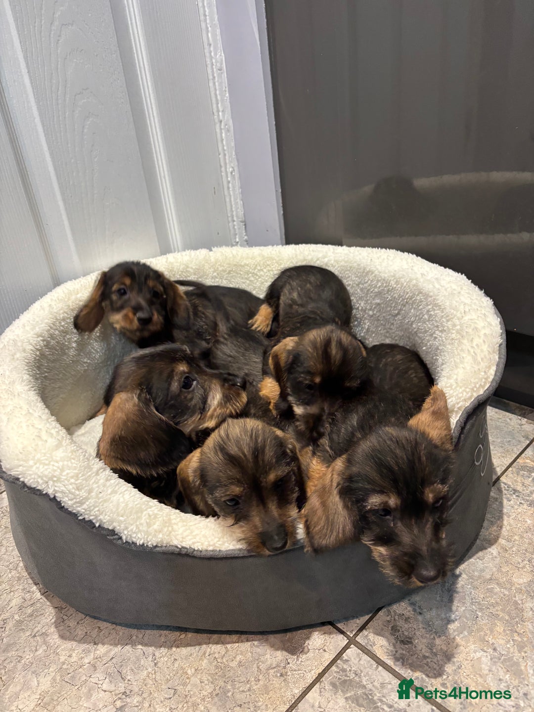 Miniature Dachshund dogs for sale: Wirehaired dachshund puppies - Image 1