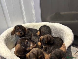 Miniature Dachshund dogs - Advert 28