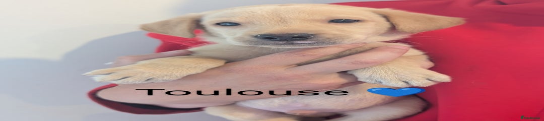 Male Toulouse 