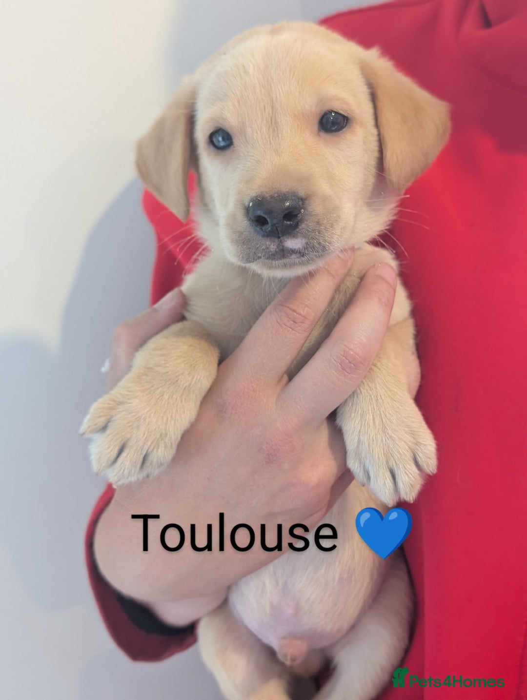 Labrador Retriever dogs for sale: KC Reg, Champion lines Drakeshead in pedigree  - Image 26
