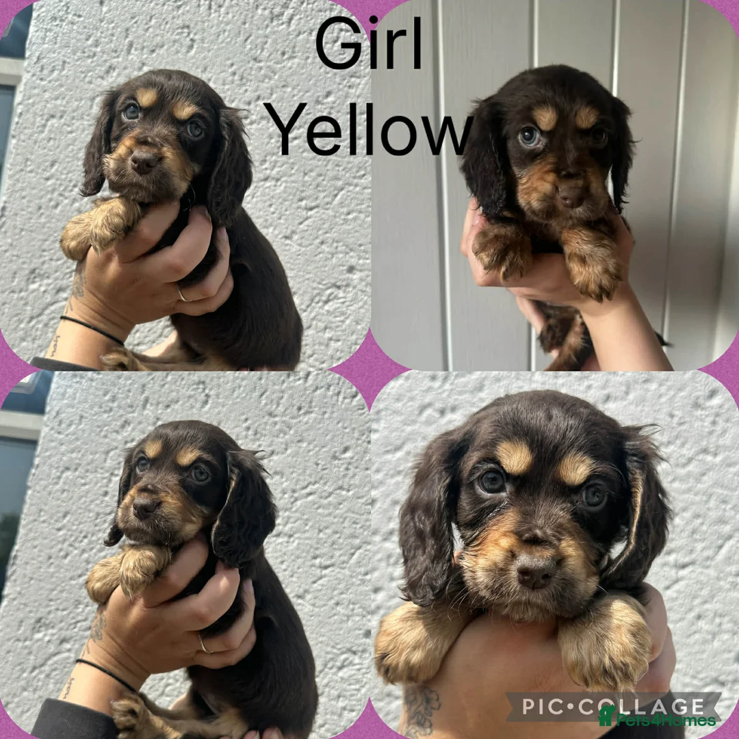 Cocker Spaniel dogs for sale: Cocker spaniel puppies  - Advert 1