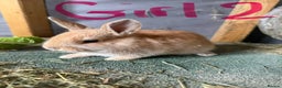 Mixed Breed rabbits for sale: 3 young mixed breed bunnies - Advert 4