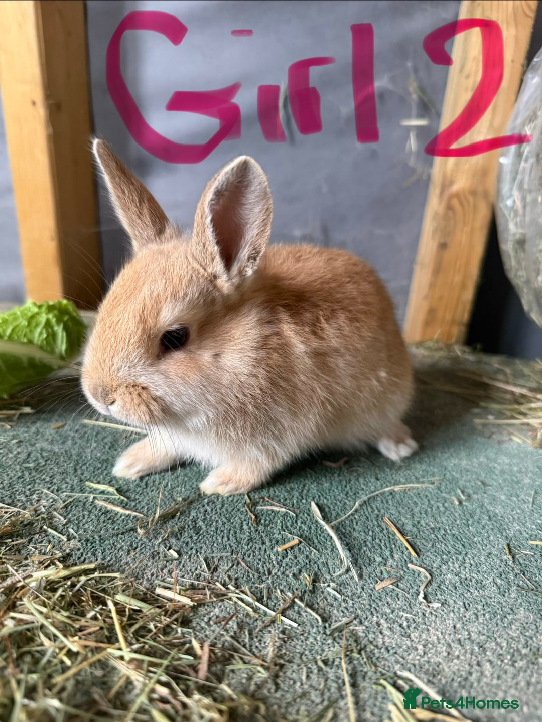 Mixed Breed rabbits for sale: 3 young mixed breed bunnies - Advert 4
