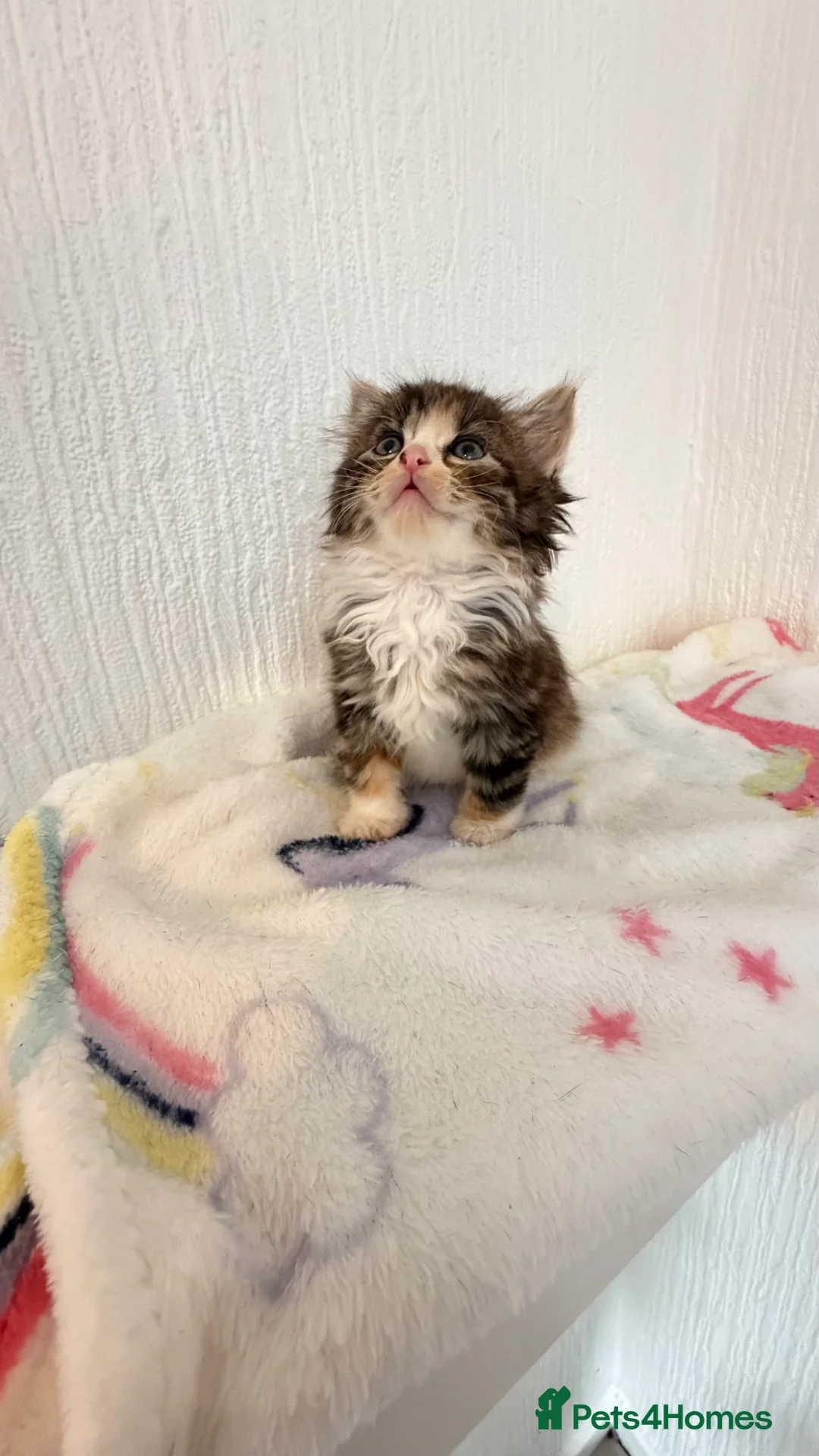 Mixed Breed cats for sale: Bsh x ragdoll ready 27th of feb - Advert 4