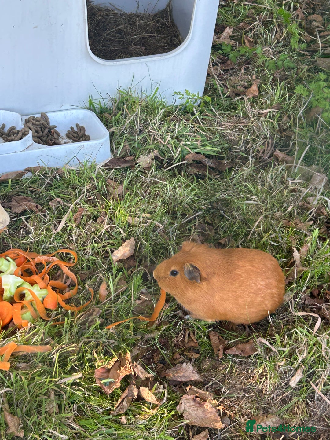 Guinea Pig rodents for sale: 3X male guinea pigs  - Advert 5
