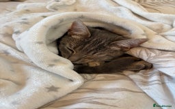 Bengal cats for sale: Bengal cross silver female kitten  - Image 5