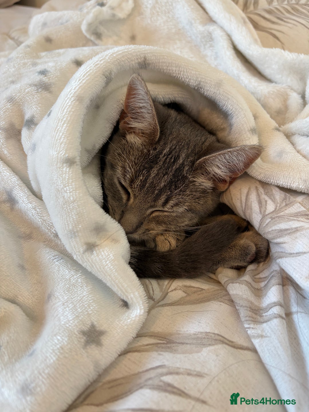 Bengal cats for sale: Bengal cross silver female kitten  - Image 5