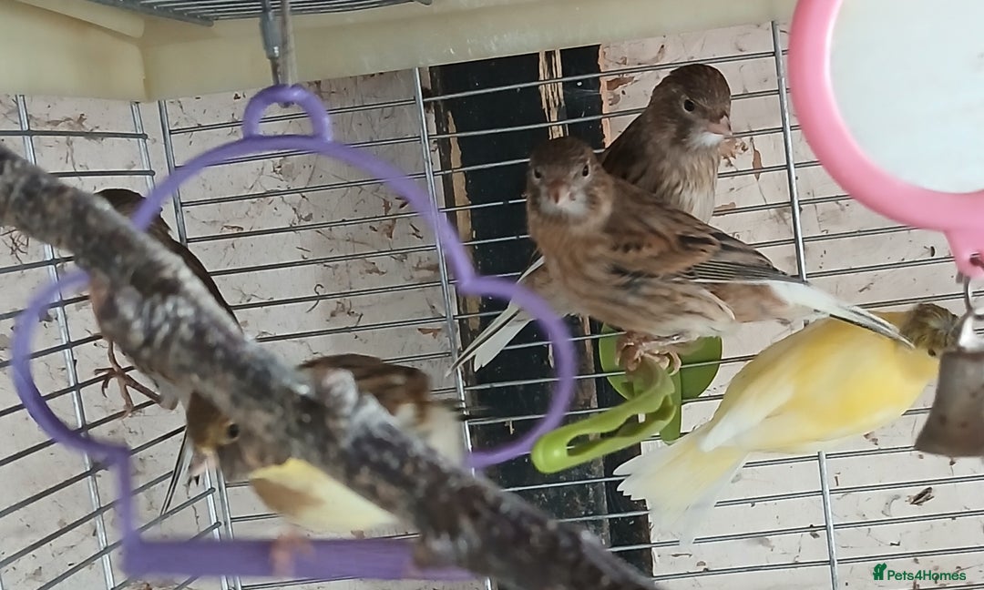 Canaries birds for sale: Canaries x5 Canaries  - Image 1