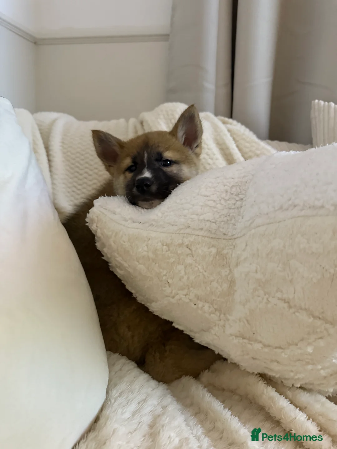 Huskita dogs for sale: Huskita Puppies FULLY VACCINATED - Advert 5