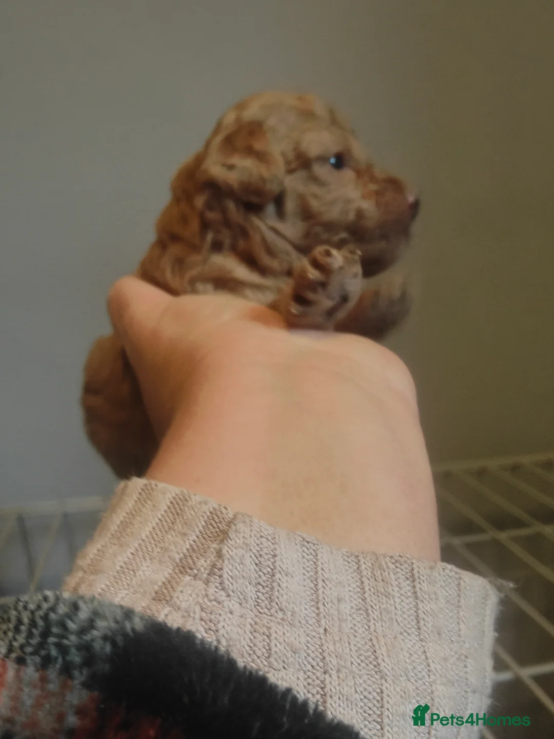 Miniature Poodle dogs for sale: 💥 Miniature poodle 💥 - Advert 6