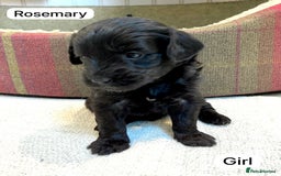 Mixed Breed dogs for sale: Gorgeous Cockapoo/Jackapoo Puppies - Image 7