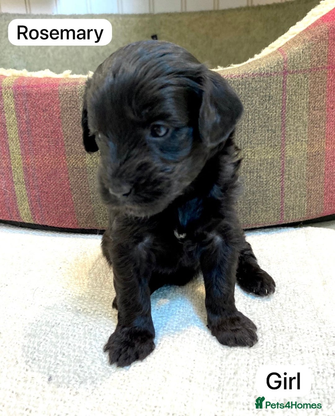 Mixed Breed dogs for sale: Gorgeous Cockapoo/Jackapoo Puppies - Image 7