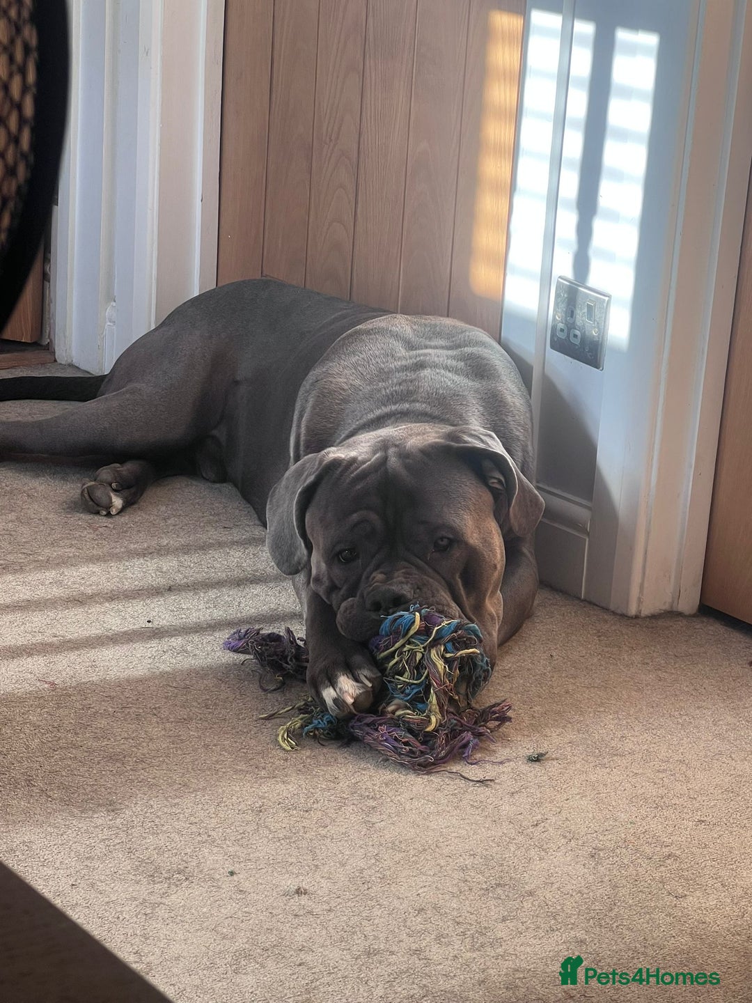 Cane Corso dogs for sale: Cane Corso for rehome - Advert 4