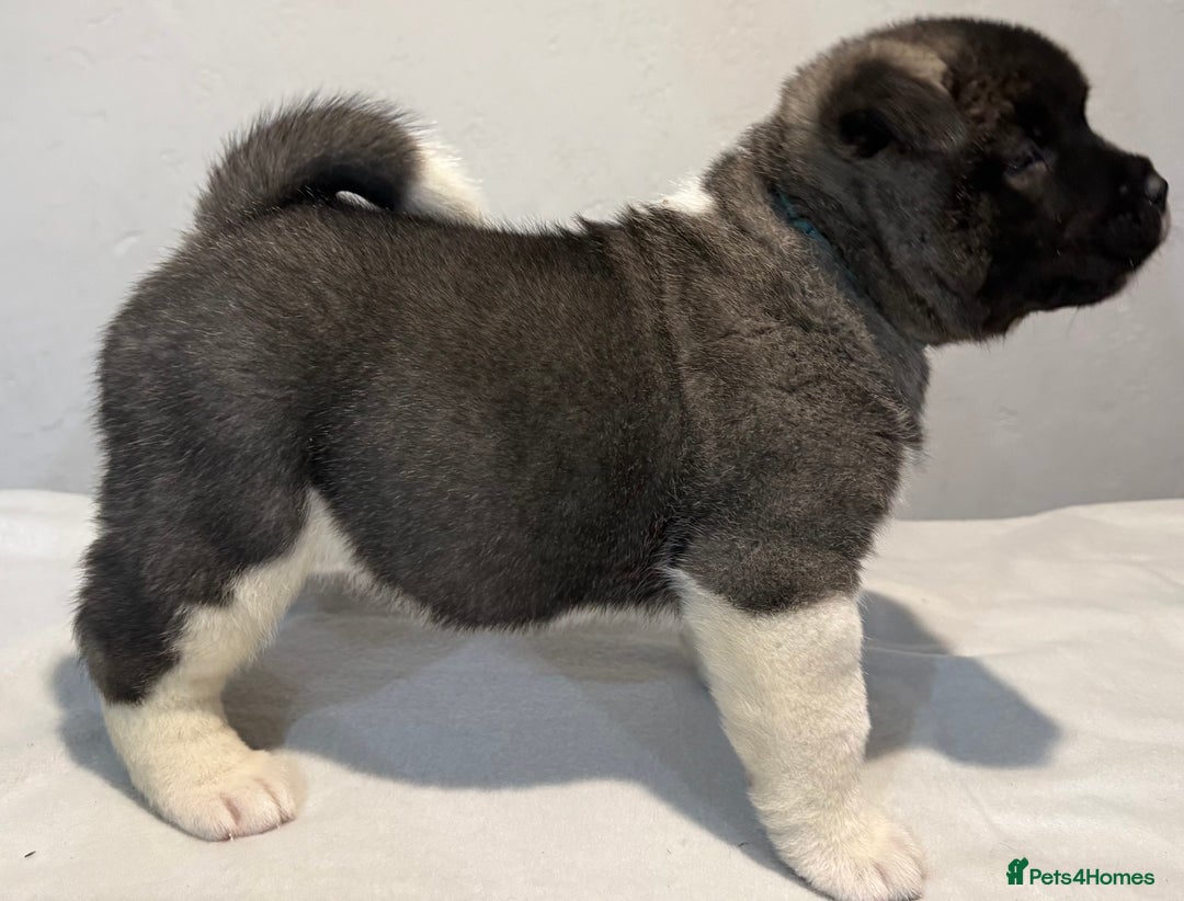 Akita dogs for sale: AMERICAN AKITA LOOKING FOR HOME - Advert 28