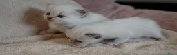 Ragdoll cats for sale: GCCF Ragdoll kittens. Lynx, Blue point. in Basingstoke - Advert 10