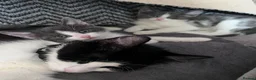 Domestic Shorthair cats for sale: Baby boy kittens  - Advert 10