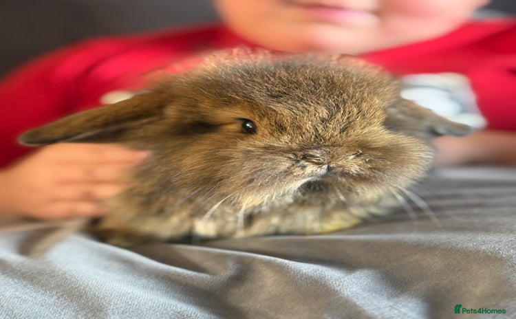 Dwarf Lop rabbits - Advert 2