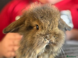 Dwarf Lop rabbits - Advert 1
