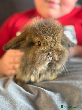 Dwarf Lop rabbits - Advert 1