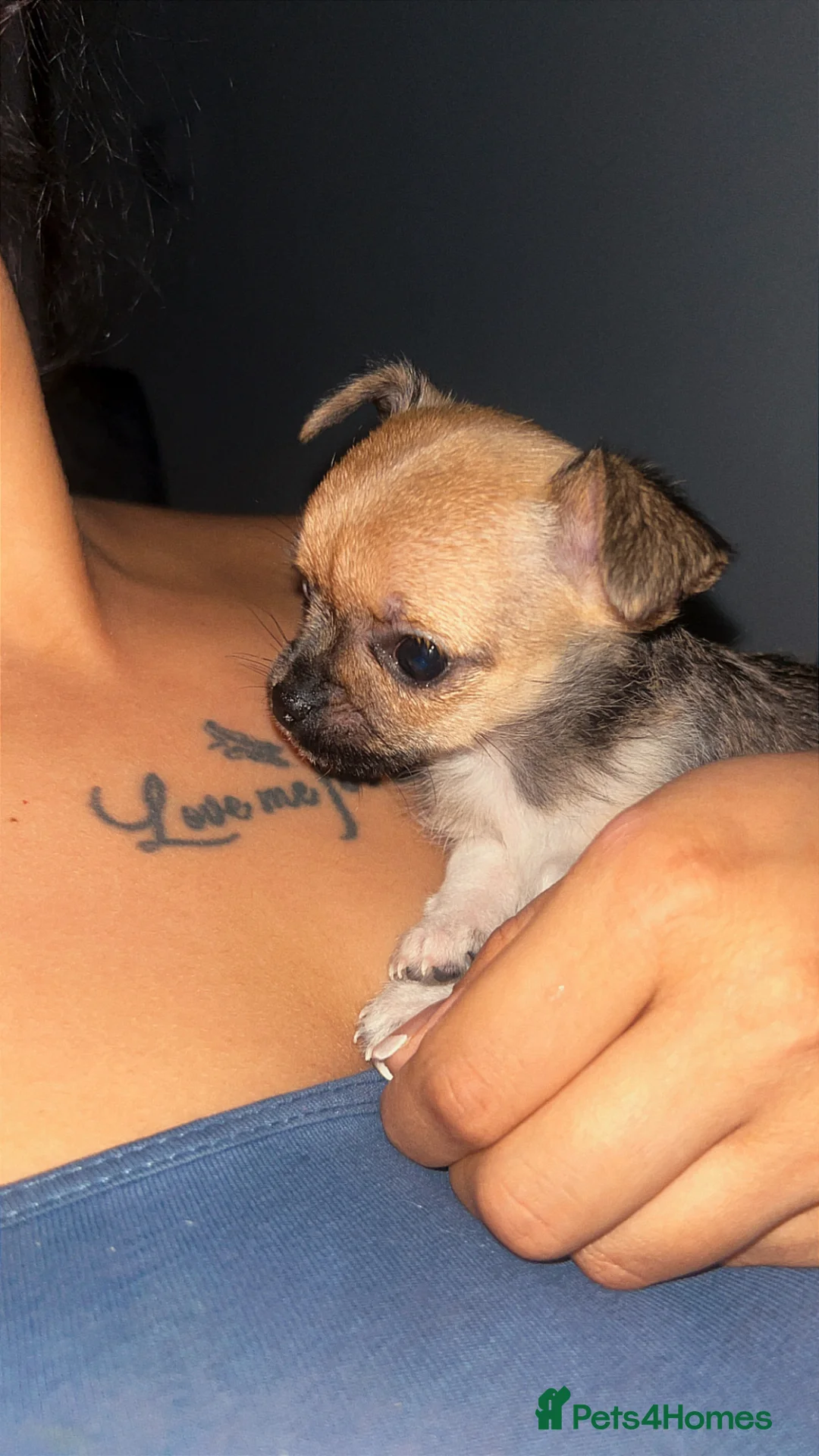 Mixed Breed dogs for sale: Chihuahua  in Nottingham - Advert 1