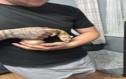 Ferret rodents for sale: 2 girl ferrets  - Image 4