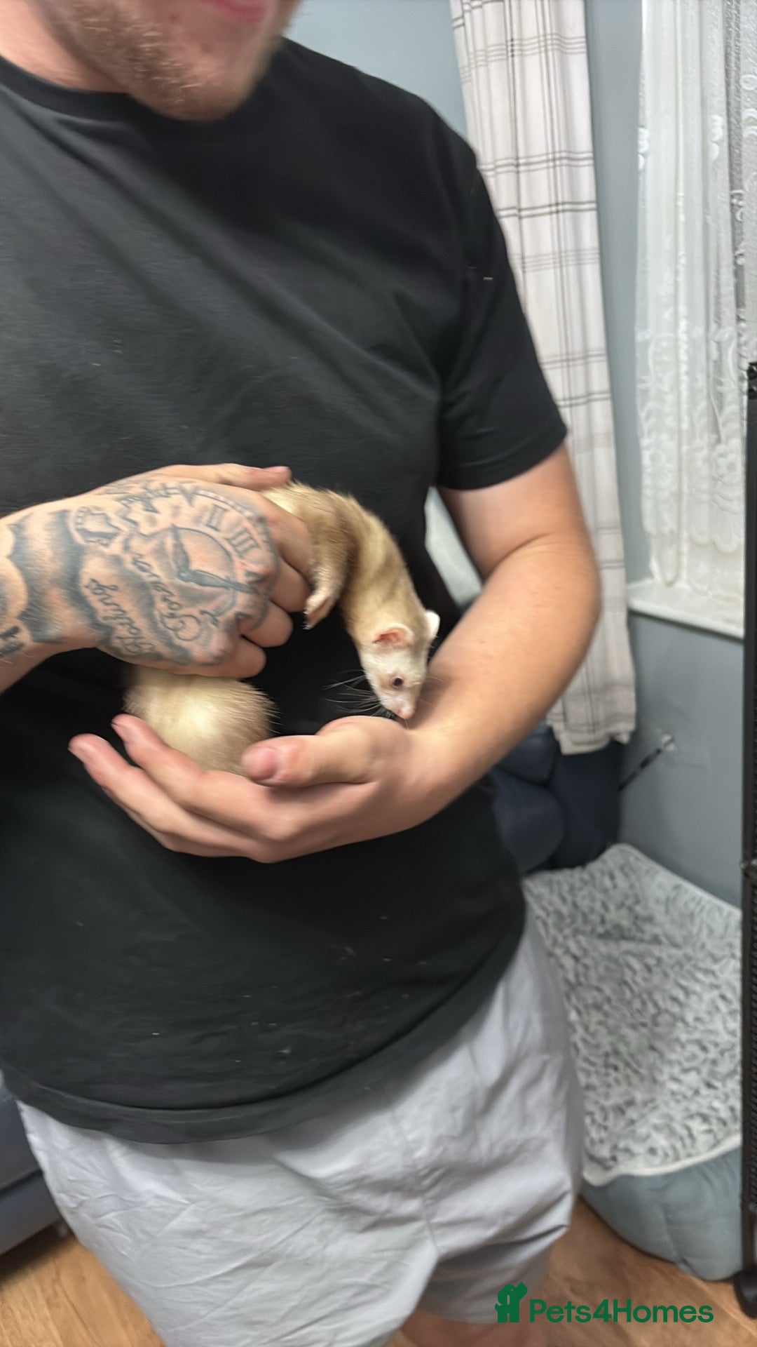 Ferret rodents for sale: 2 girl ferrets  - Image 4