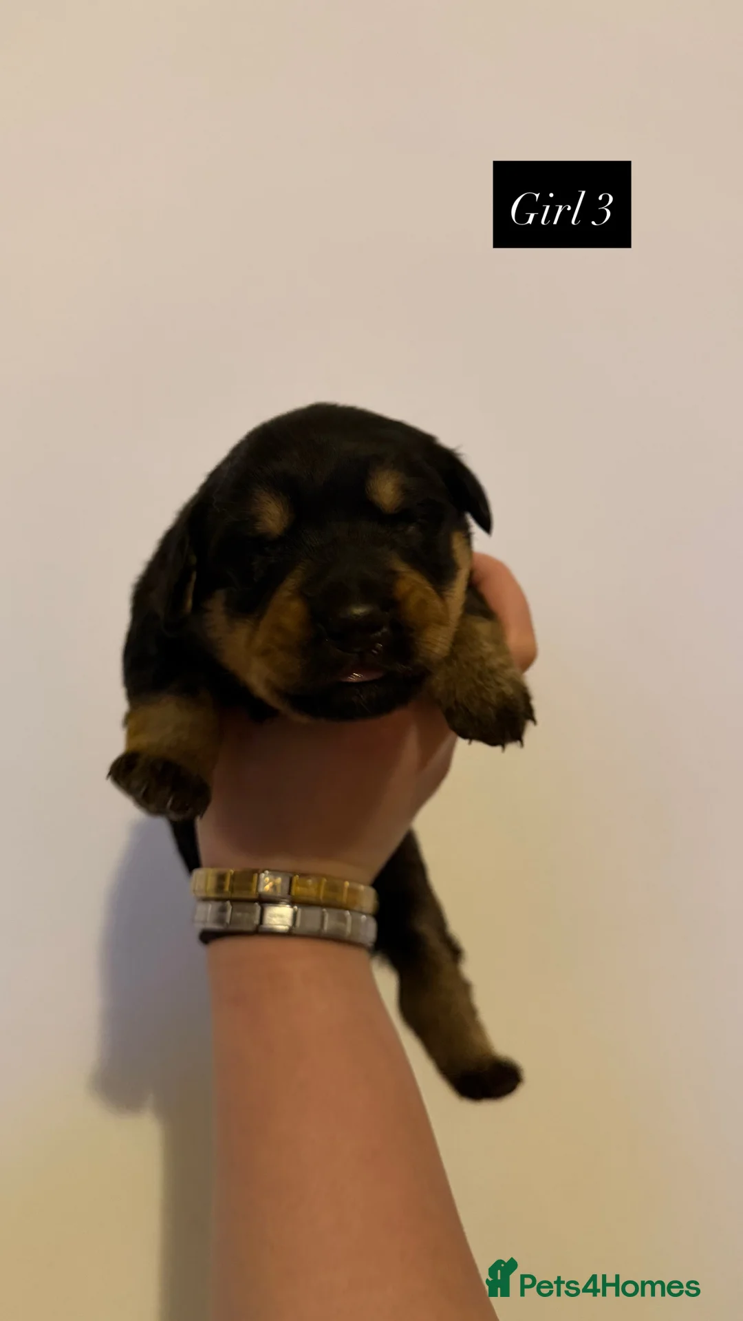 Mixed Breed dogs for sale: Golden Retriever x Rottweiler Puppies - Edinburgh in Edinburgh - Advert 7