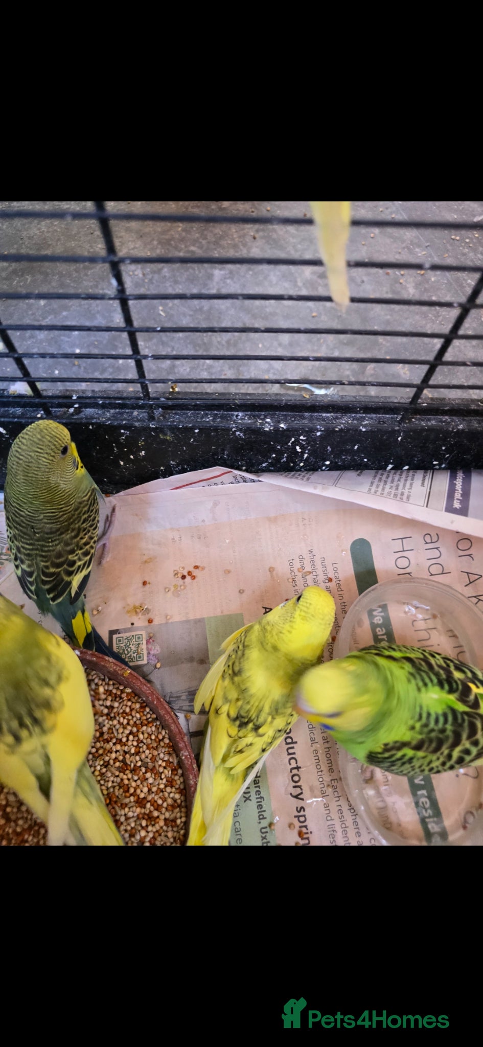 Budgerigars birds for sale: Baby budgies  - Advert 6