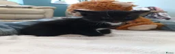 Mixed Breed cats for sale: Kittens for sale in Bishops Castle - Advert 4