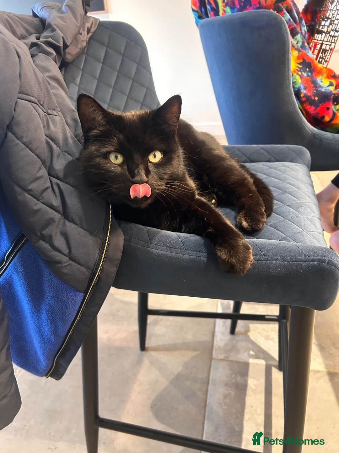 British Shorthair cats for sale: Super friendly cat - Advert 1