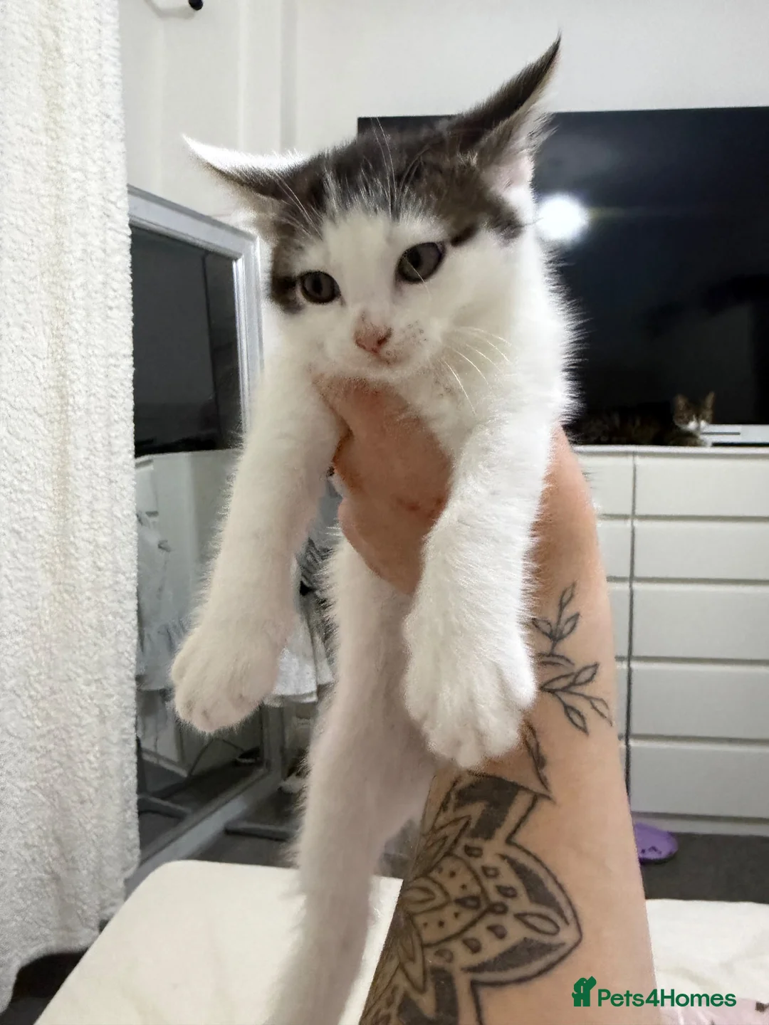 Mixed Breed cats for sale: Kittens for sale  - Advert 8