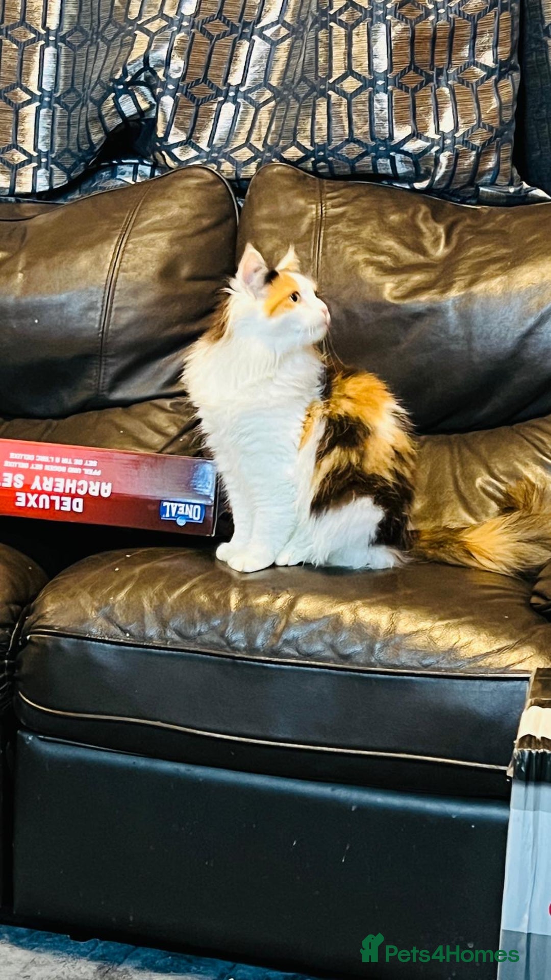 Mixed Breed cats for sale: Mainecoon cross  - Advert 3