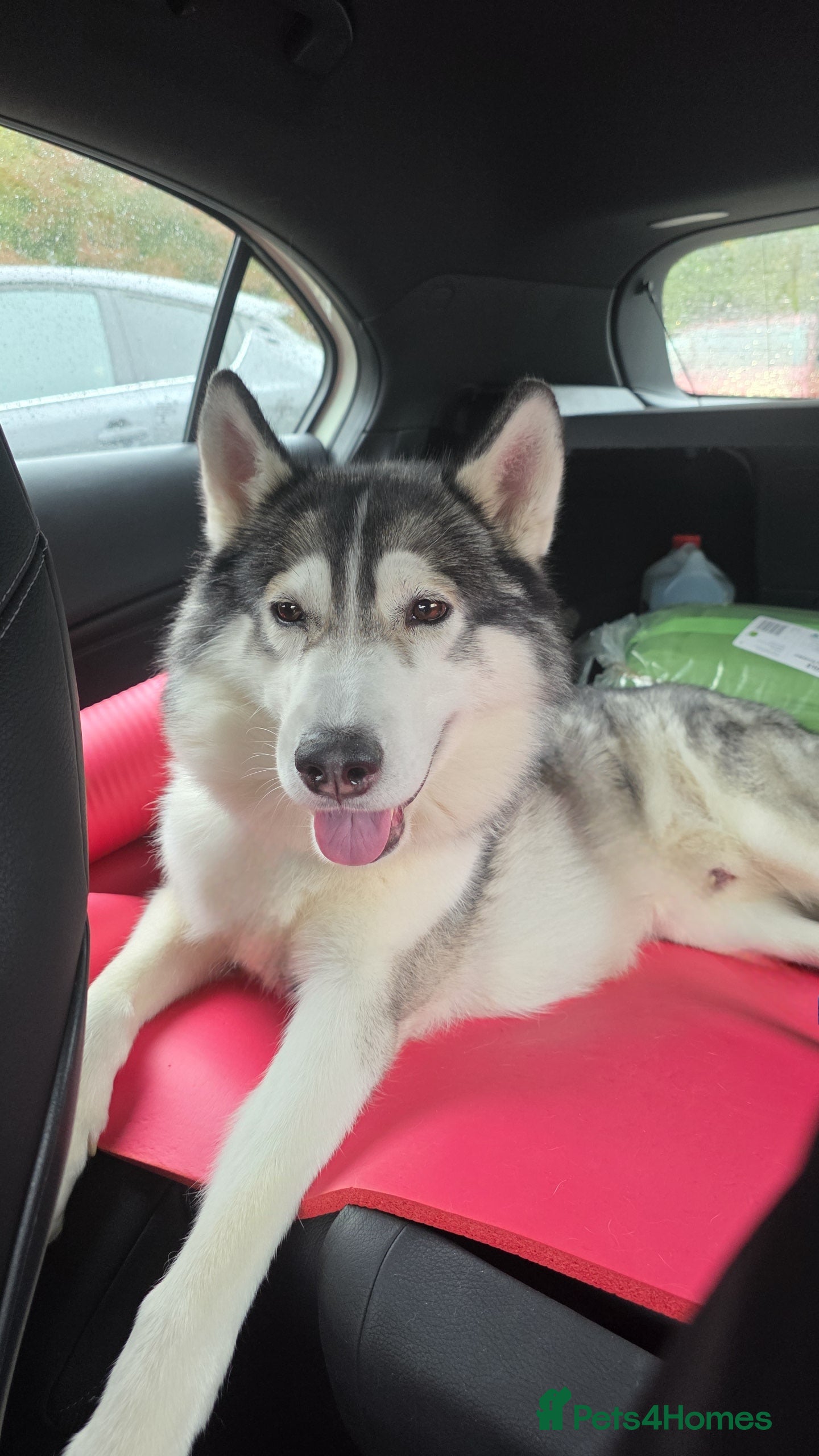 Siberian Husky dogs siberian husky for stud purebreed - Advert 4