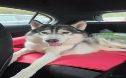Siberian Husky dogs for stud: siberian husky for stud purebreed - Image 1