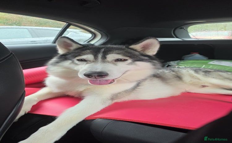 Siberian Husky dogs - Advert 1