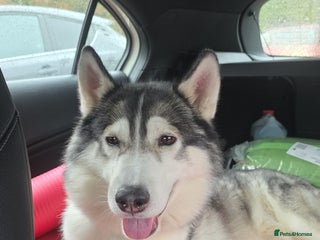 Siberian Husky dogs - Advert 4