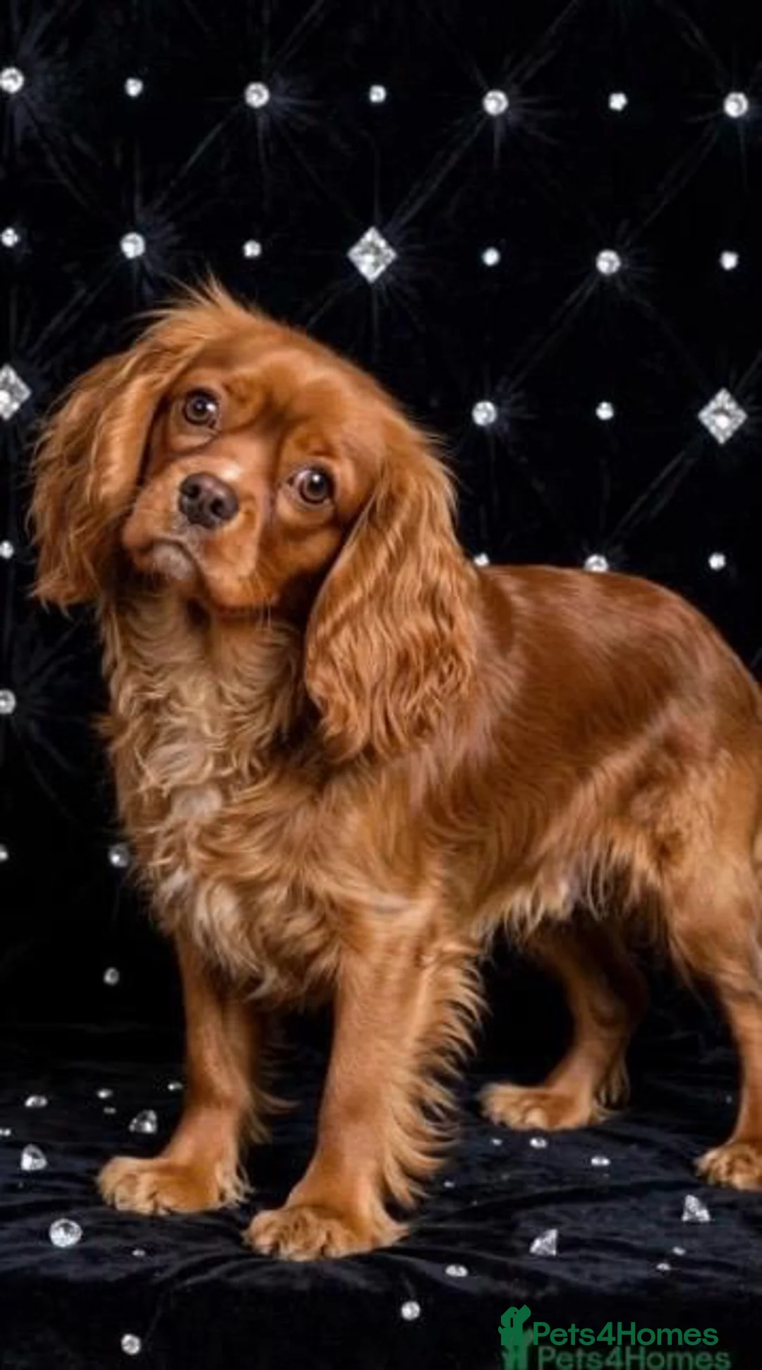Cavapoo dogs for sale: Beautiful F1 Cavapoo puppy’s  in Aldershot - Advert 9