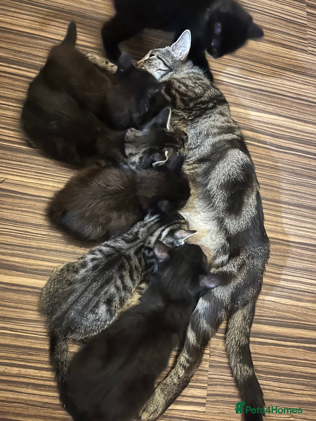 Mixed Breed cats for sale: Short hair and long hair kittens  - Image 13
