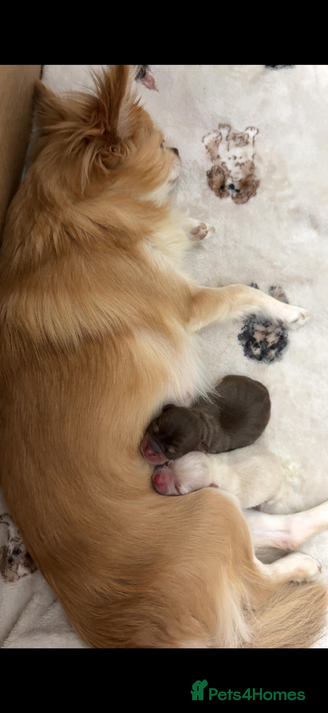 Chihuahua dogs for sale: Beautiful Cream & chocolate tan Chihuahuas! - Advert 4