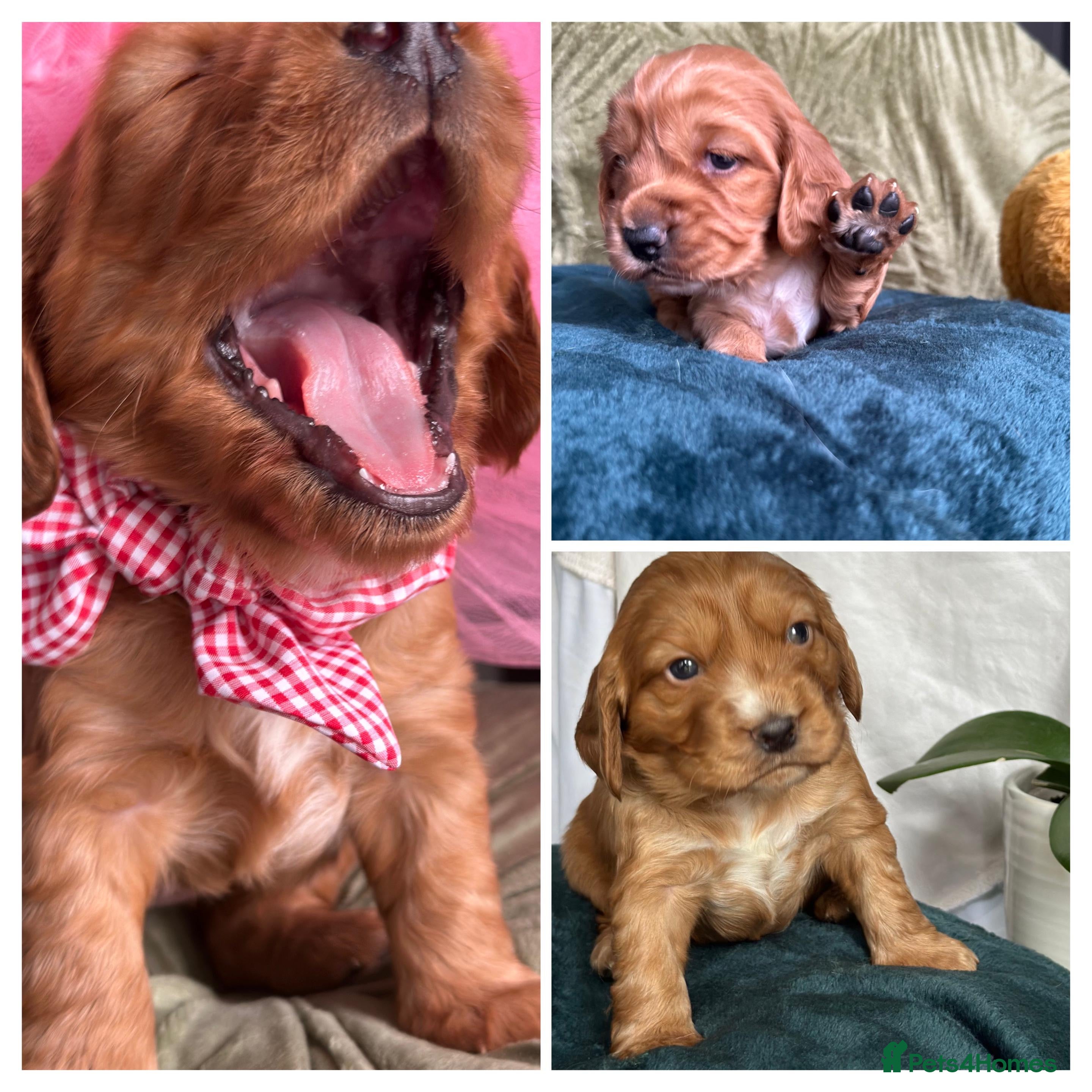 Cocker Spaniel dogs Stunning Cocker Spaniel puppies - Advert 3